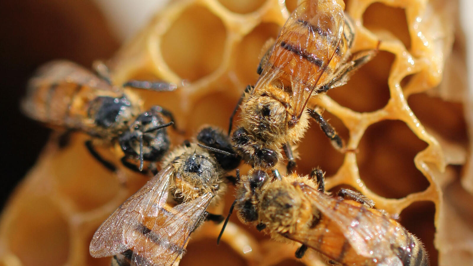 Bees coming together